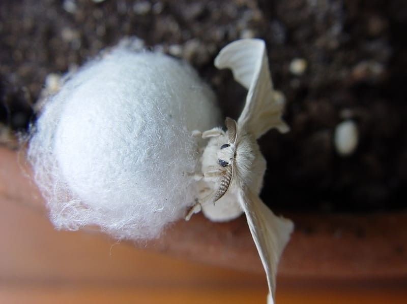 Domestic Silk Moth 