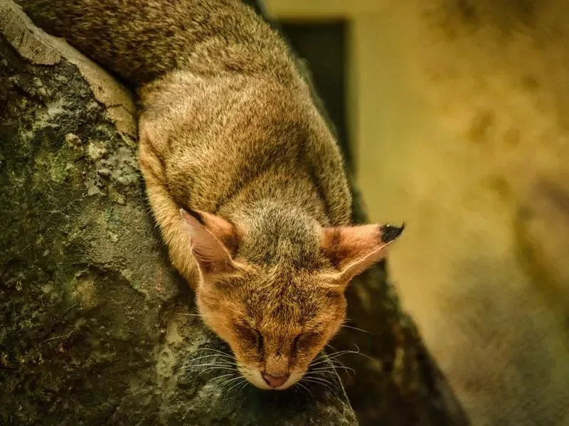 Asiatic Wildcat Cat