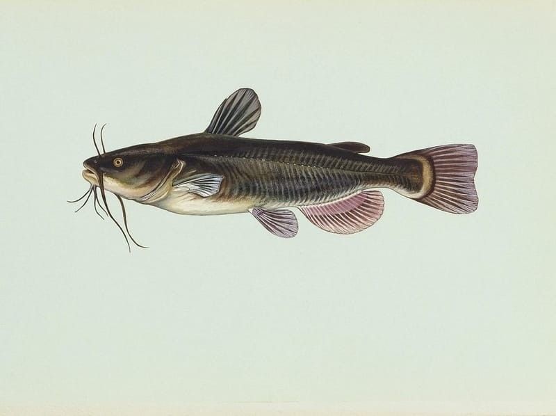 Black Bullhead Fish