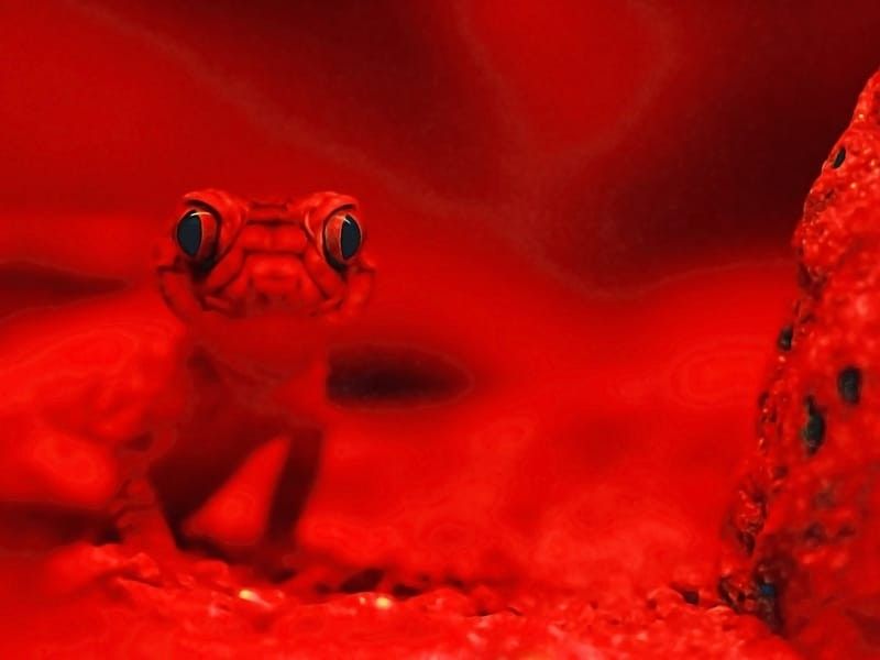 A gargoyle gecko under red light.