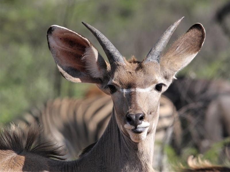 Close-up of the face of a greater Kudu.