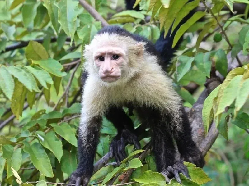 Panamanian White Faced Capuchin