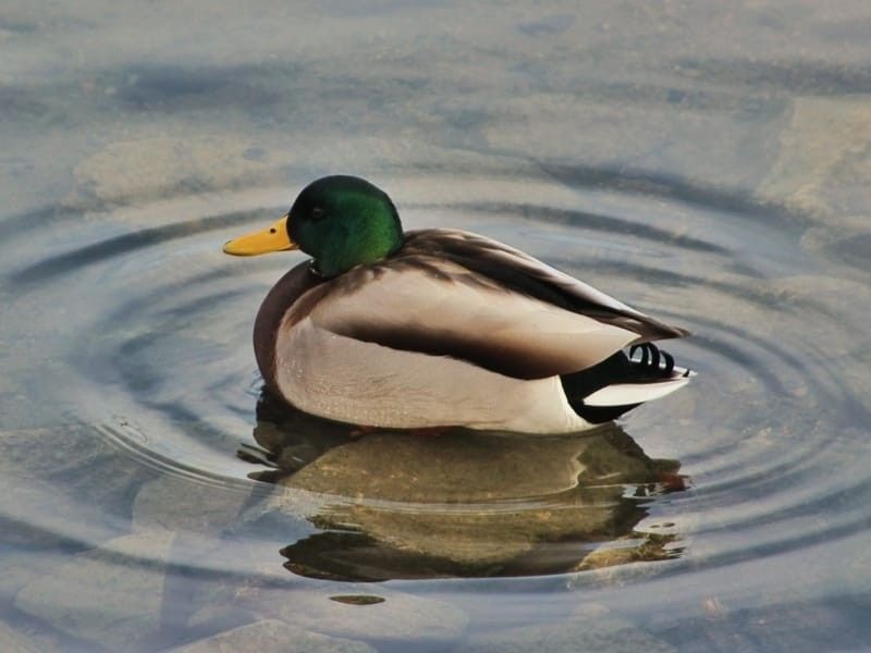 Perching Duck in water