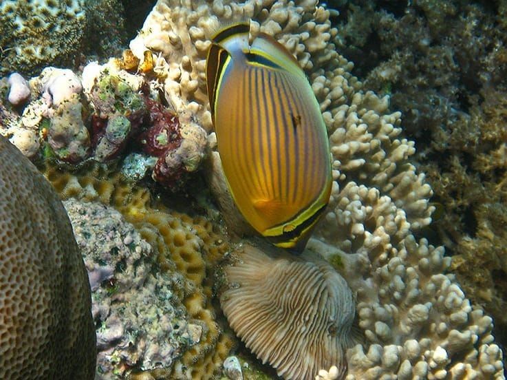 Underwater view of an oval butterflyfish around corals.