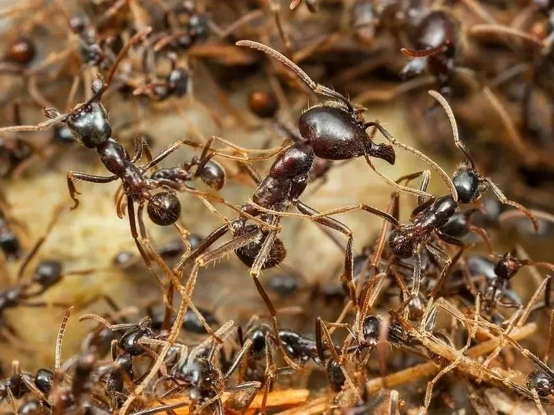 A colony of army ants.