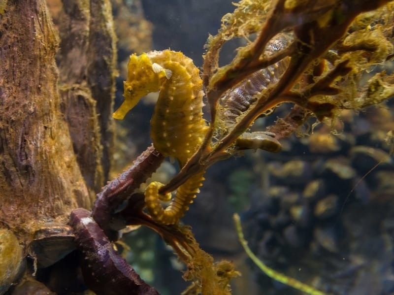 Lined Seahorse