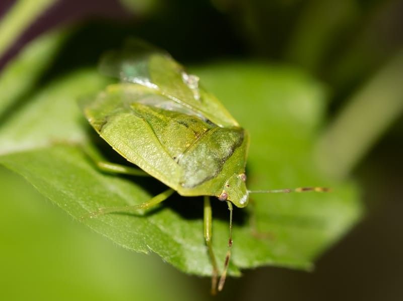  Green Stink Bug