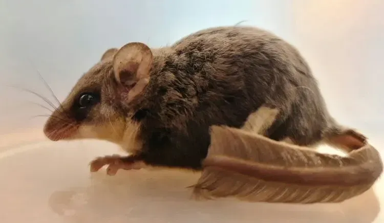 Close-up of a feathertail glider on a glass surface.