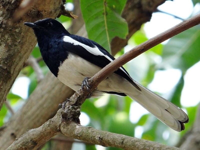 Oriental Magpie Robin perched on a tree branch