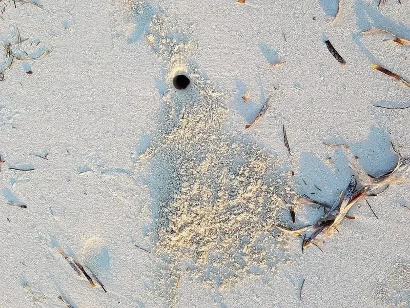 Crab hole on a beach