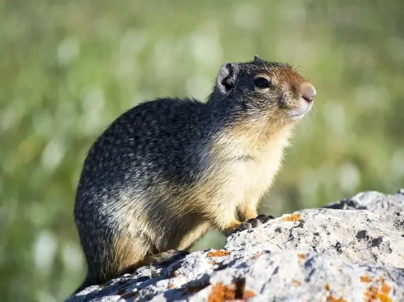 An Arctic ground squirrel on a rock.