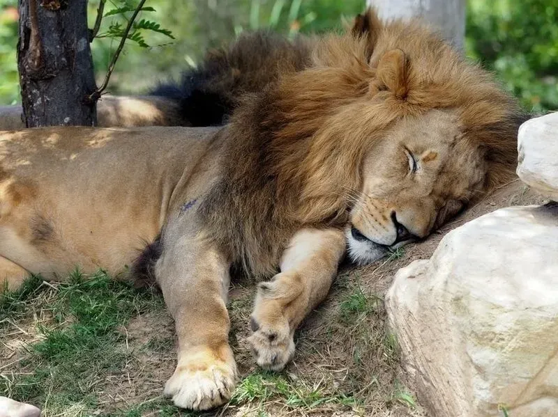 A resting lion.