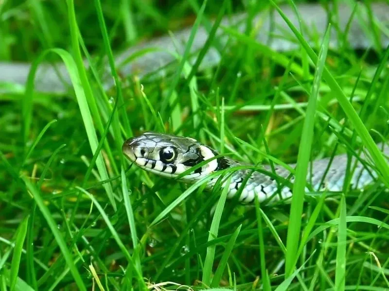 Colubrid Snake in the grass.