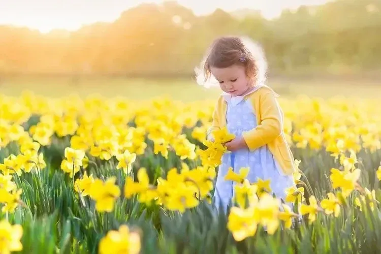 A little girl plucking yellow flowers from a field