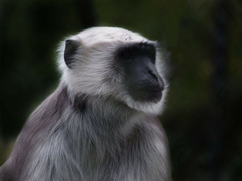 Close-up of an Old World Monkey.