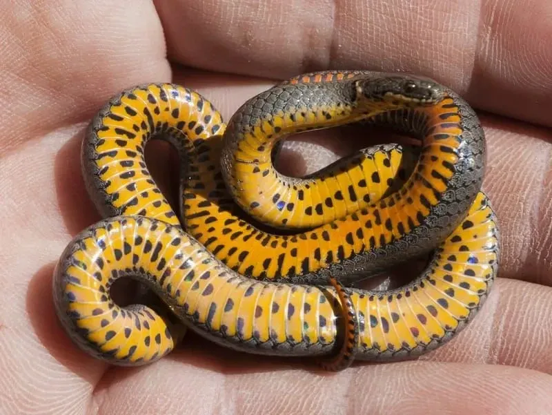 A person holding a tiny Ring-Necked Snake 