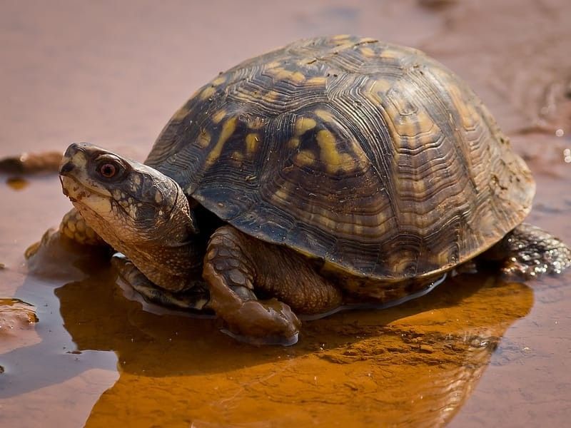 Eastern Mud Turtle 