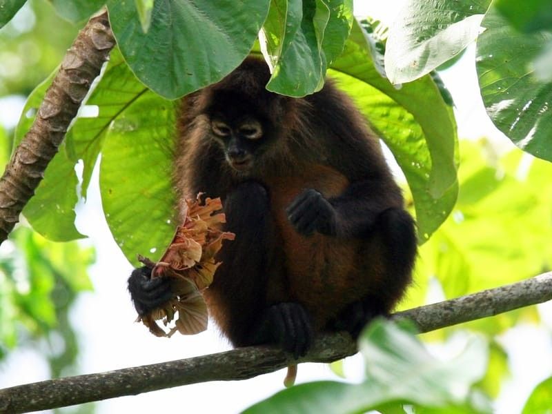  Nicaraguan Spider Monkey sitting on a tree