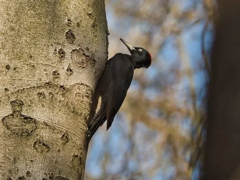 Black Woodpecker.