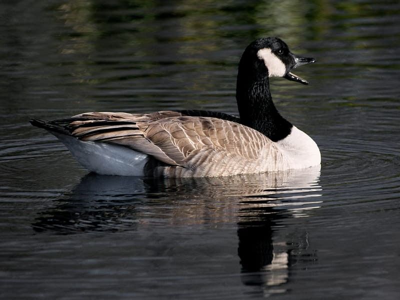 Canadian Goose 
