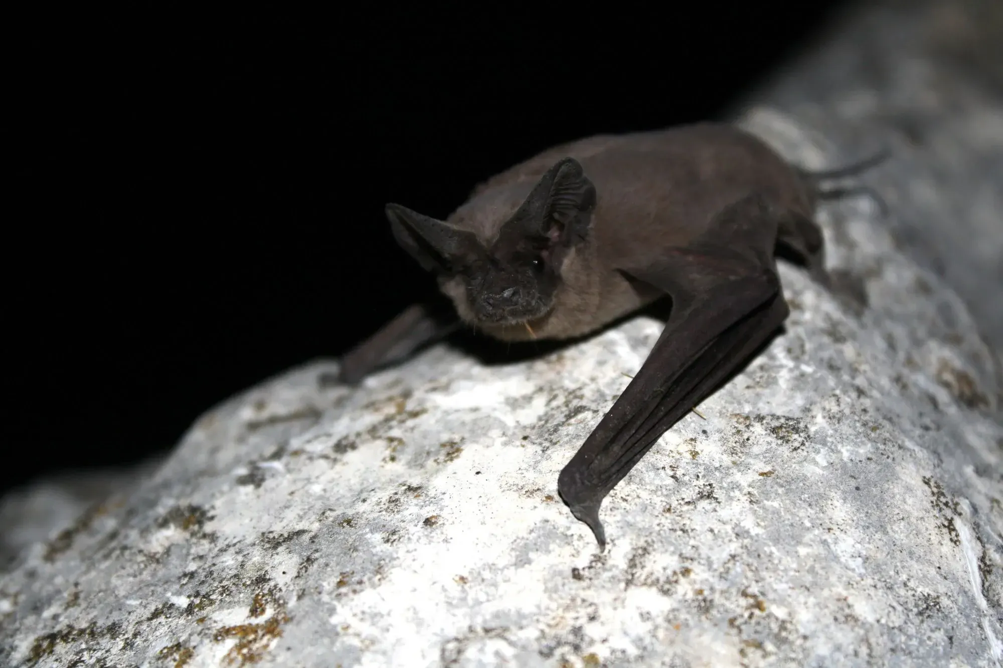Western mastiff bat facts help to learn about new species.