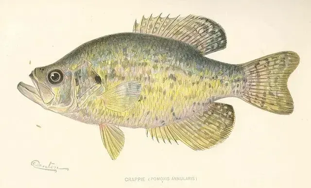 A white crappie has 14 dorsal rays.