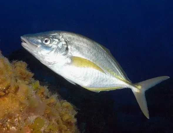 White trevally is an edible fish.