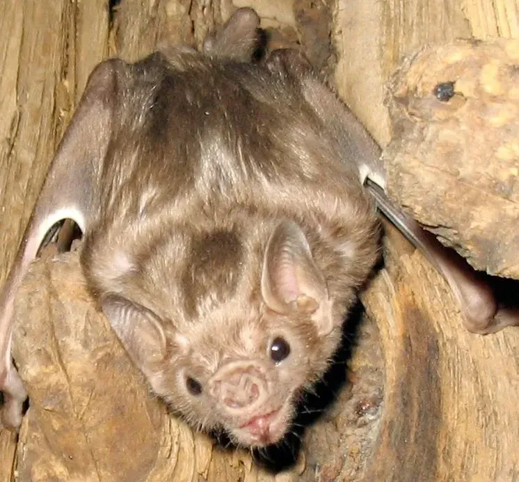 White-winged vampire bats are named after their white-outlined membranous wings.