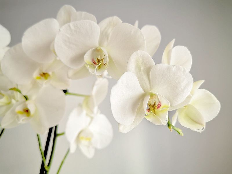 Closeup of white orchid flowers