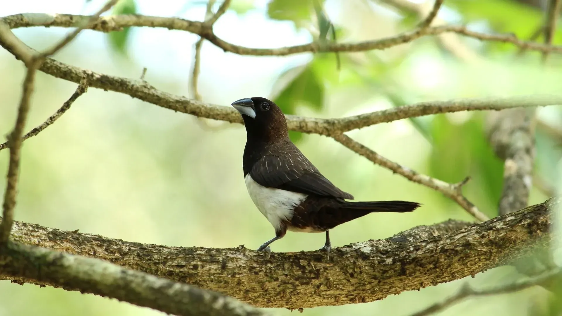 White-rumped munias are small and cute.