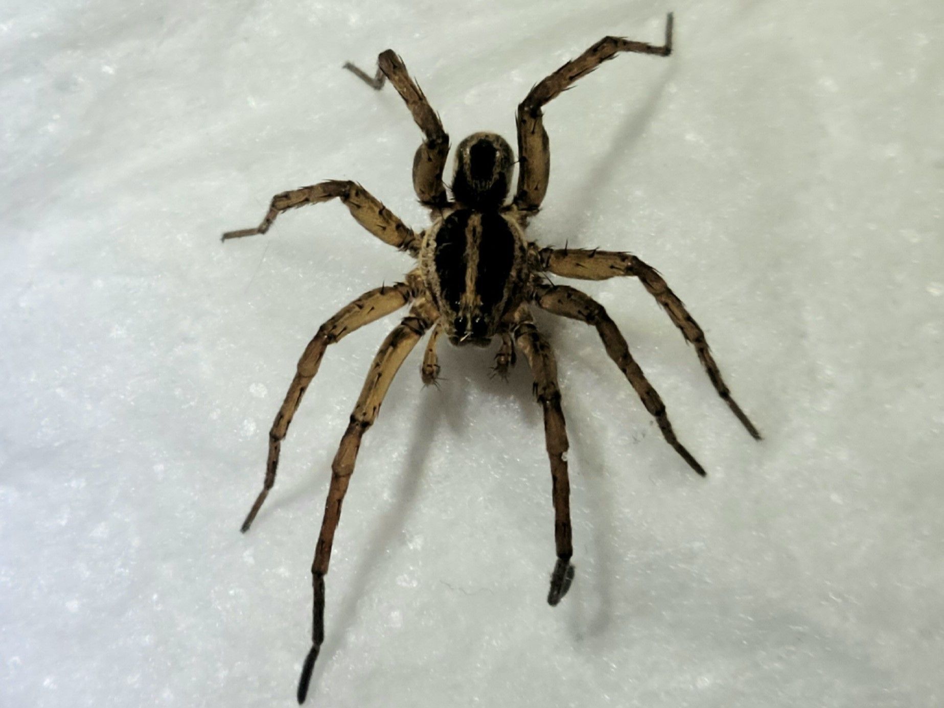 A rabid wolf spider is not poisonous.