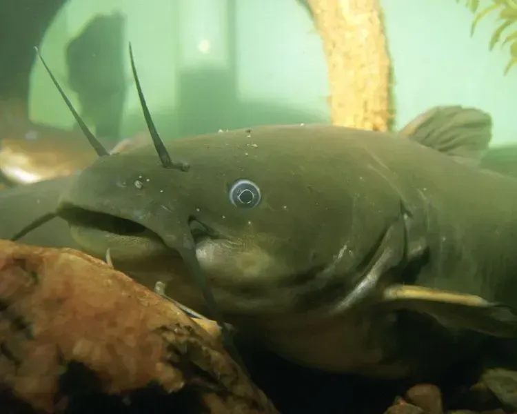 Male yellow bullheads look after babies after the eggs hatch.