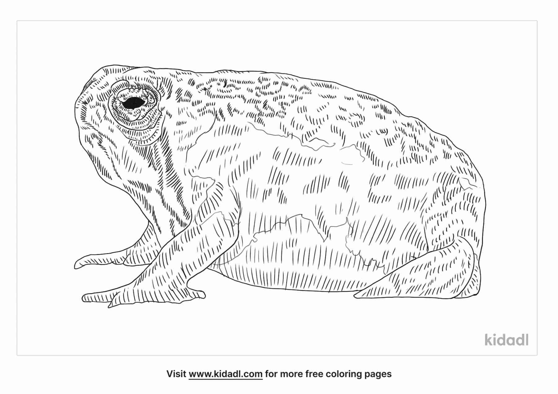 about the flat faced frog species