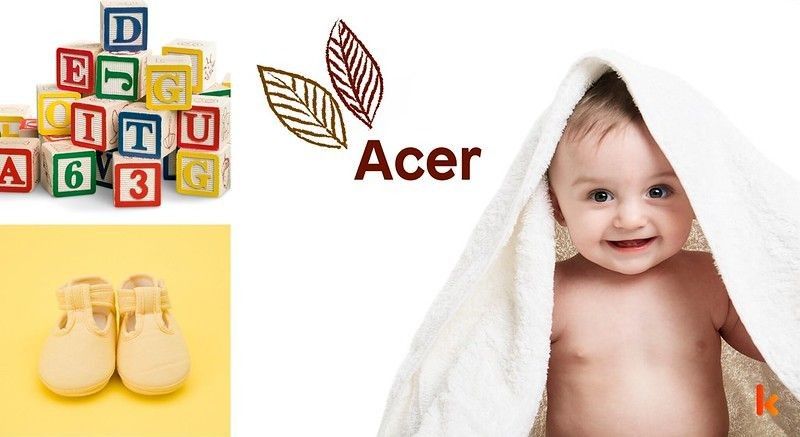 Meaning of the name Acer