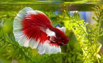 Red and white colored Betta fish swimming in an aquarium