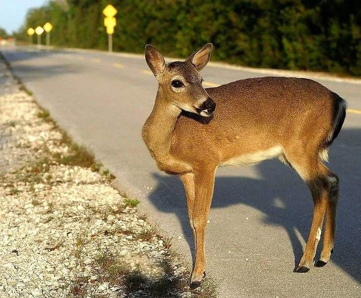 Florida Key deer is in dire need of conservation