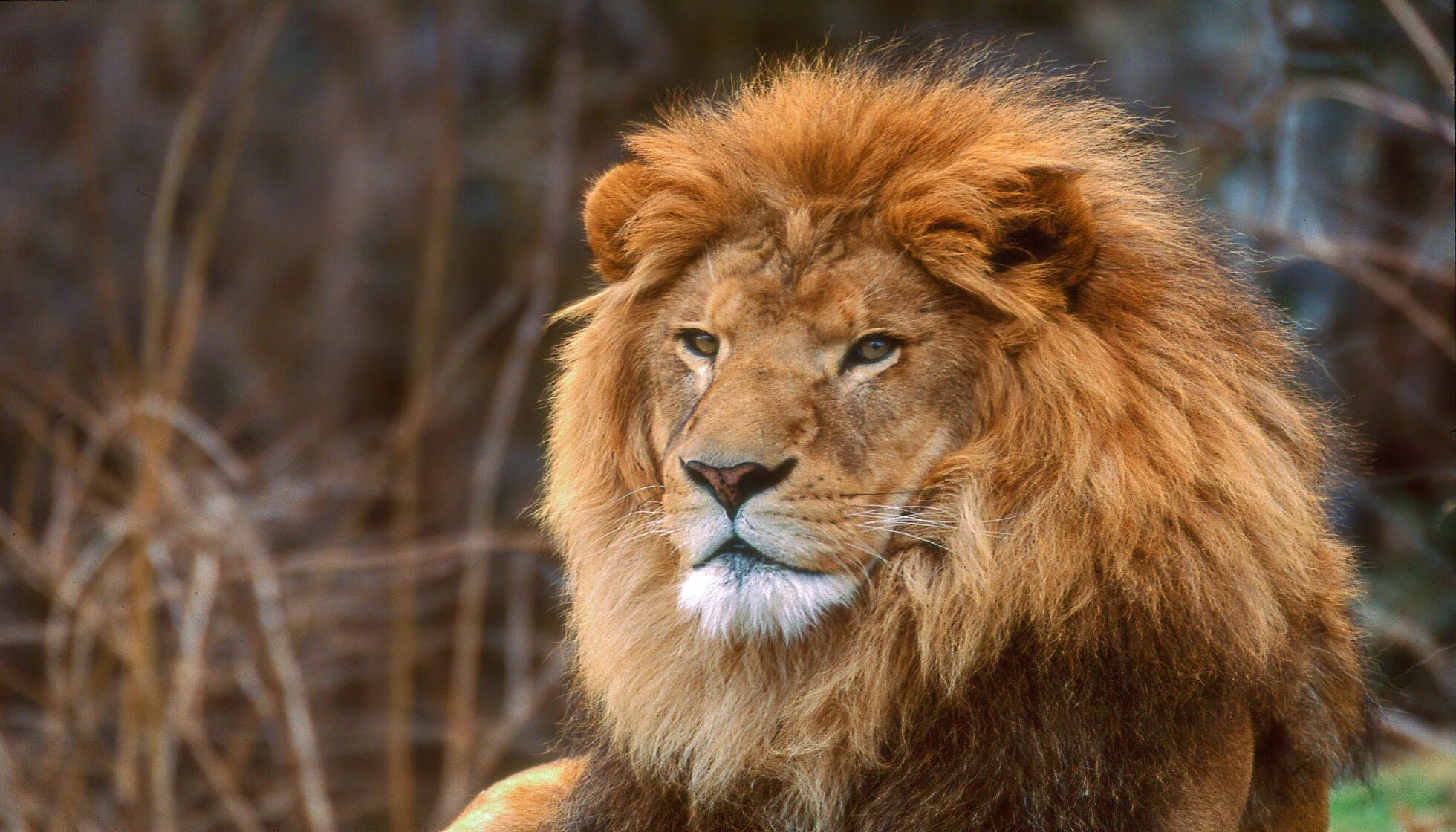What Color Is A Lion? Interesting Facts On Lion's Appearance For Kids ...