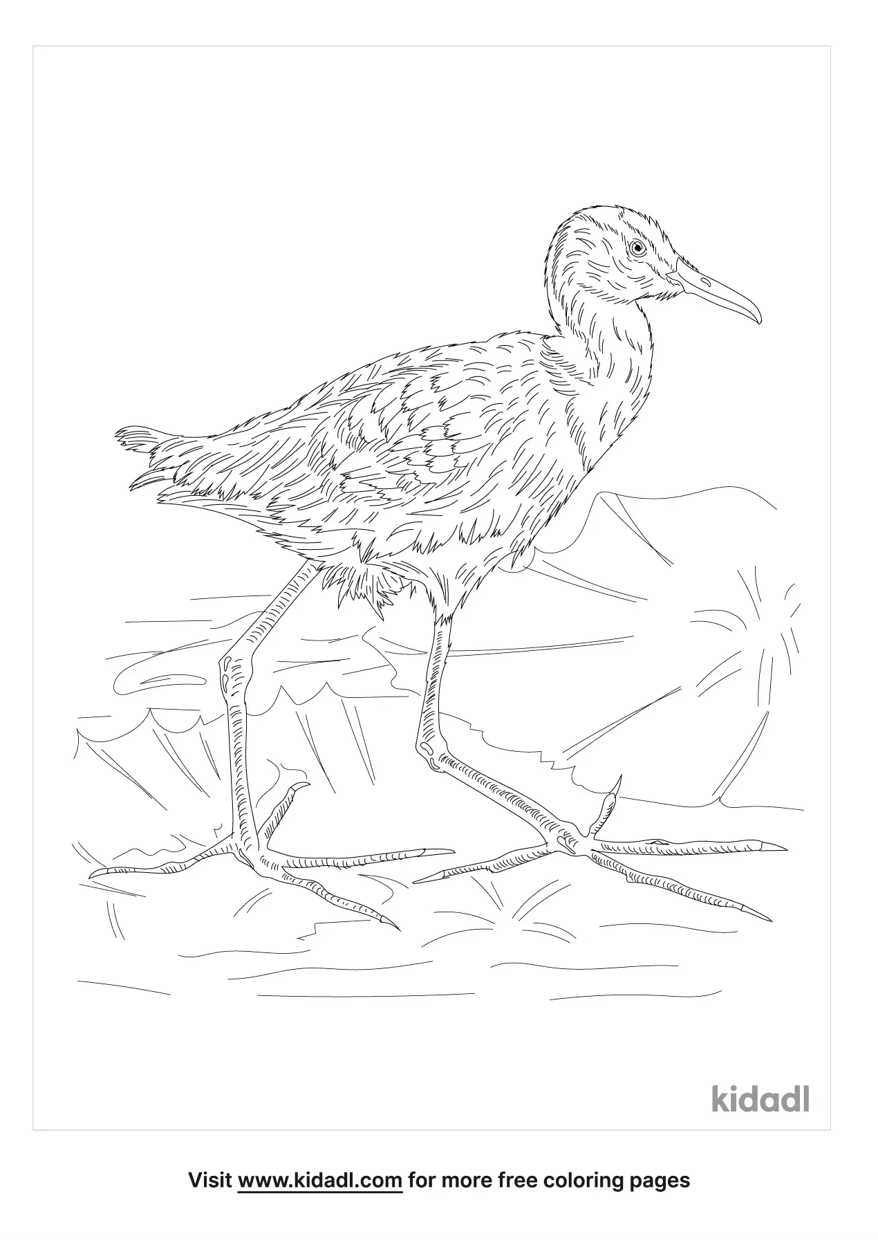 Free African Jacana Coloring Page | Coloring Page Printables | Kidadl