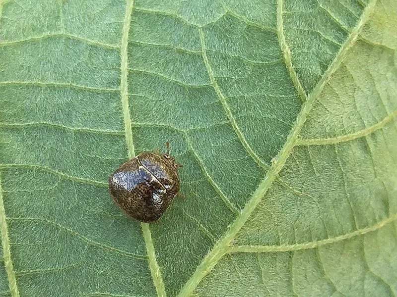 A Kudzu bug on a leaf.