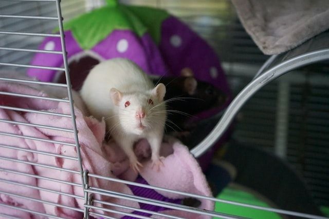 Albino Groundhog in open cage
