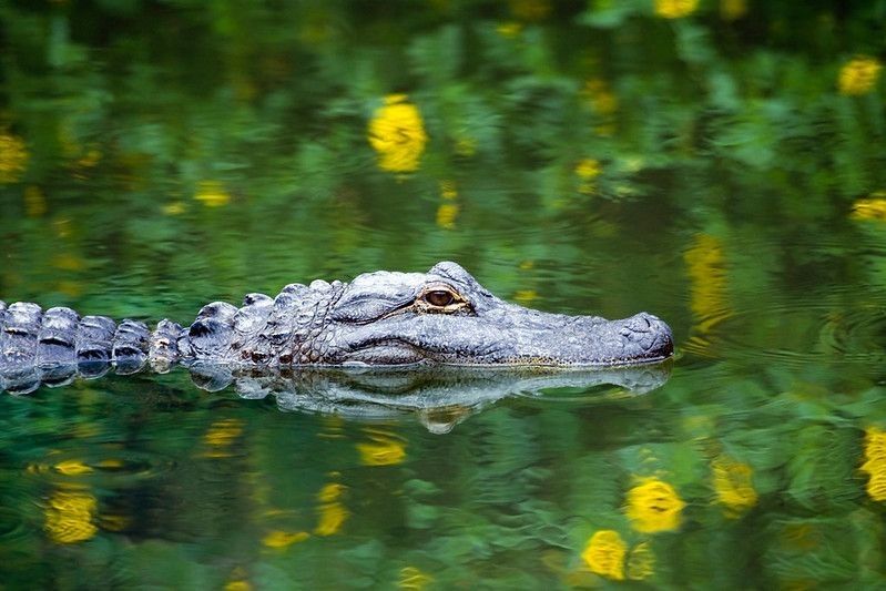 American Alligator reflection
