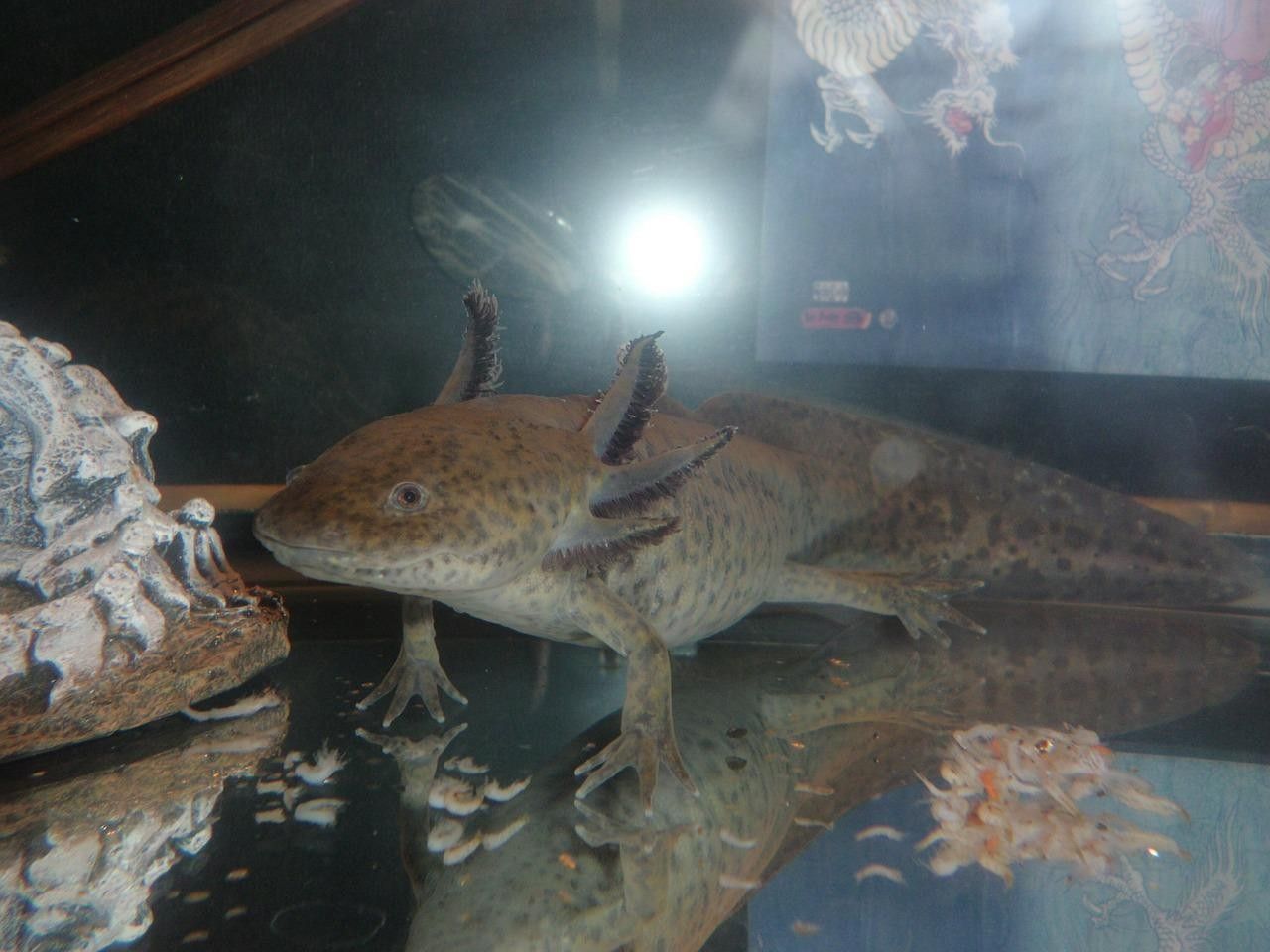 Axolotl names will vary slightly based on the nature of the pet animal species.