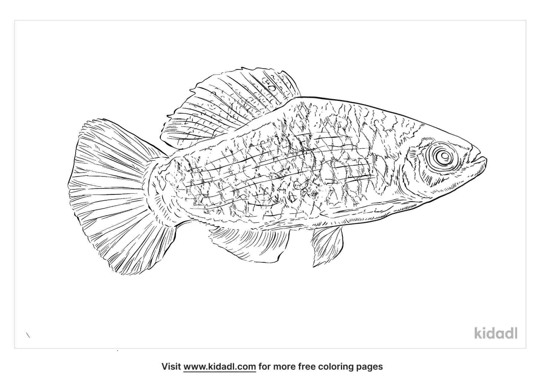 Flagfish coloring pages for kids.