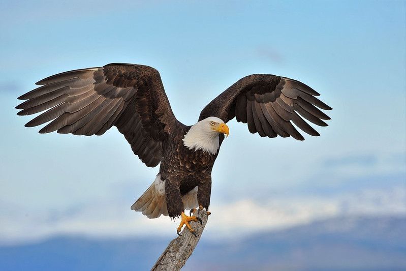 American bald eagle with wings spread
