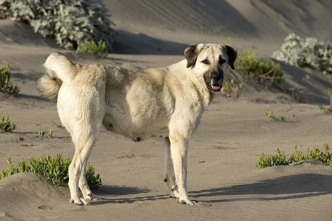 Anatolian Shepherd dogs are one of the oldest breeds.