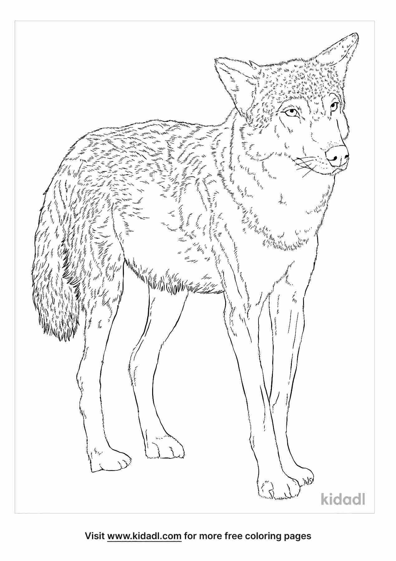 Enjoy coloring this sketch of Indian Wolf.