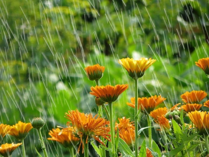 Garden flowers in April rain