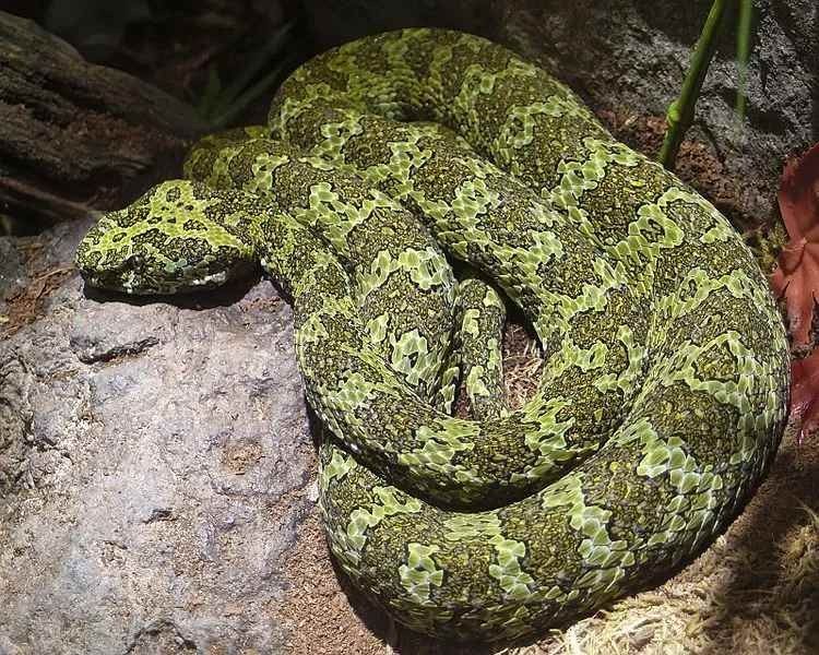 Mangshan vipers have the characteristics of pit vipers