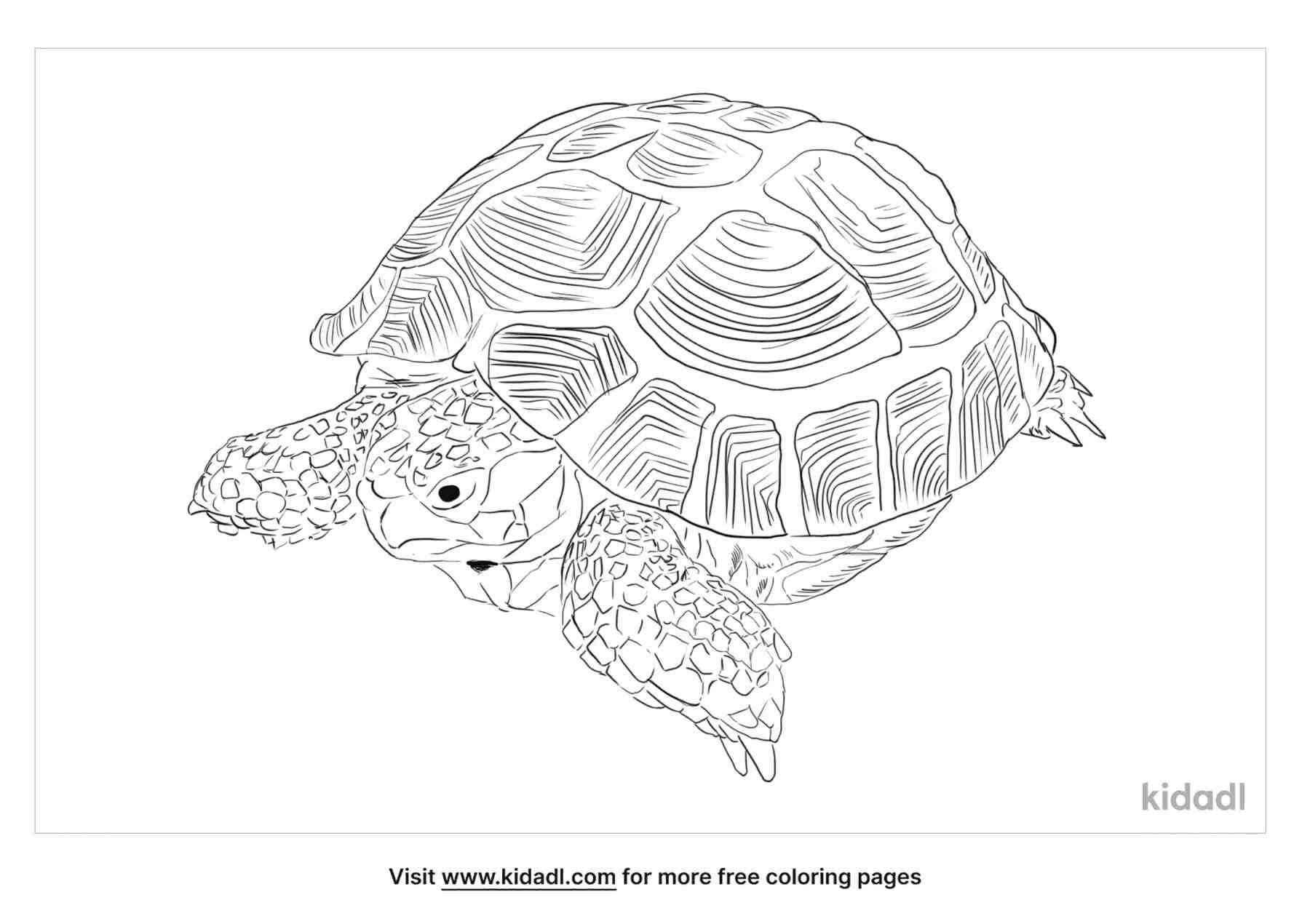 coloring page that have russian tortoise