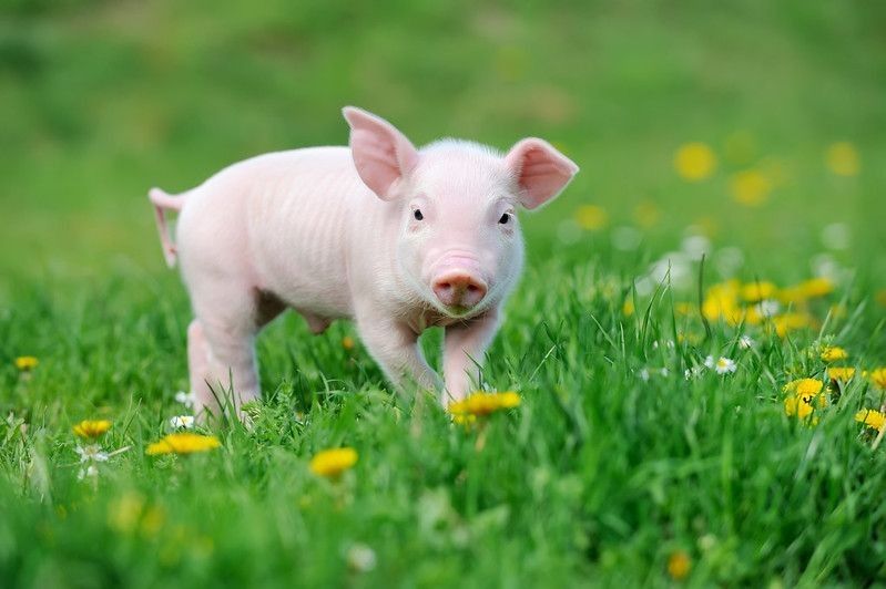 Young funny pig on green grass.